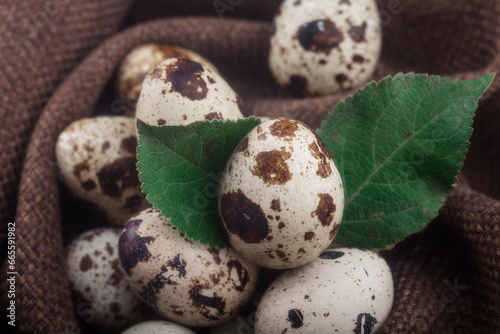 Quail eggs and green leaves. A pile of quail eggs.