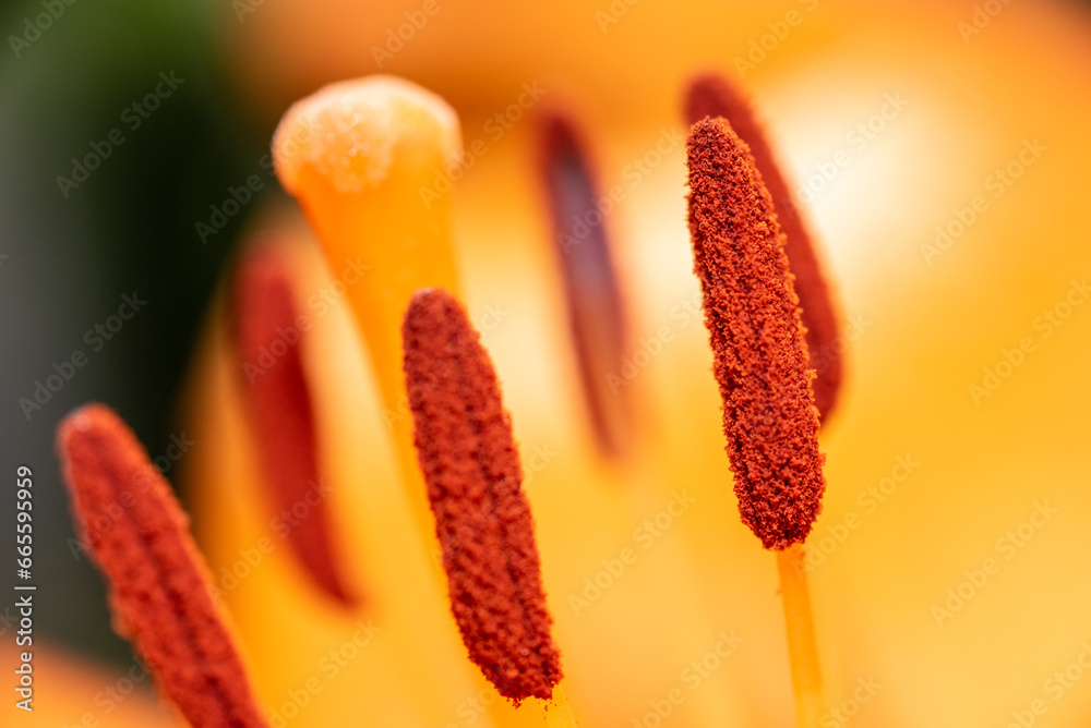 Ταπετσαρία Macro closeup of a vibrant orange lily in bloom with selective focus on polen