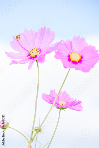 複数のコスモスの花