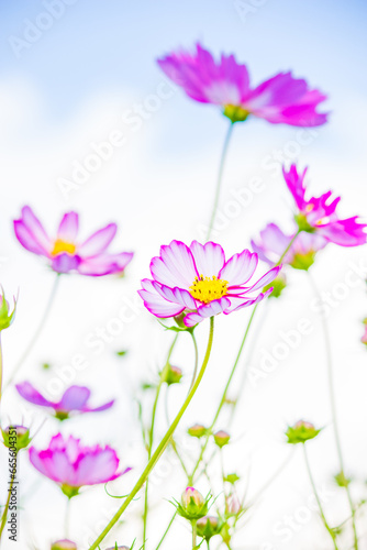 複数のコスモスの花