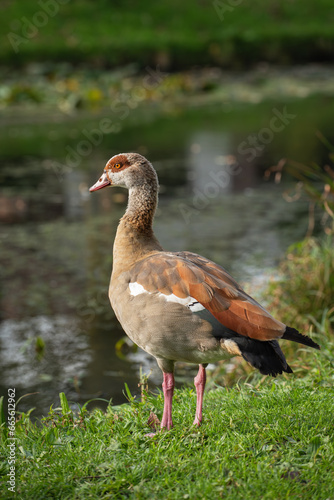 An adult Nile goose (Alopochen aegyptiaca) standing in a meadow  nearby water