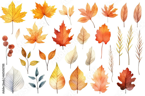 Collection of colorful autumn leaves, acorns, berries, and spruce branches. Clip art illustration isolated on a white or transparent background, PNG.