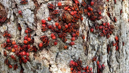 Fire Beetle Insect Colony. High quality FullHD footage