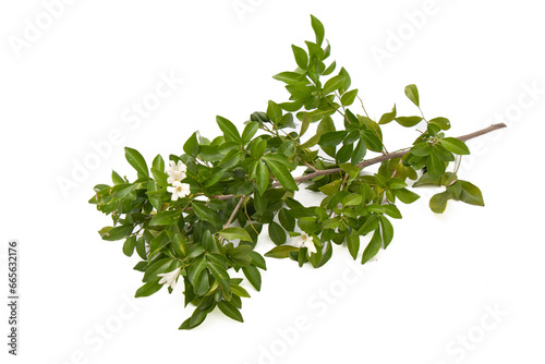The branches of the tree with white flowers and green leaf on white background. 