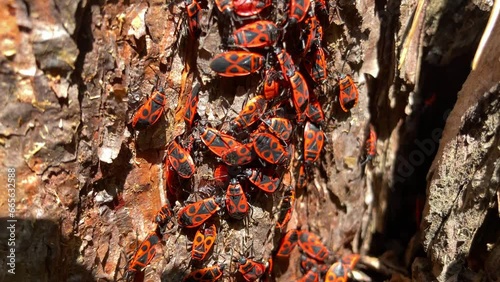 Fireman beetle on a big tree. High quality FullHD footage