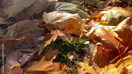 Golden leaves in autumn park. High quality FullHD footage