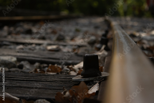 railroad tracks in the forest