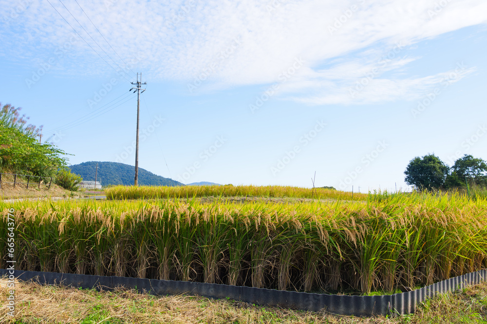 Fototapeta premium Ripe fields on a farm, autumn, harvest, rice fields