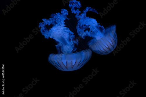 jellyfish in the dark