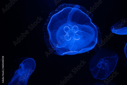 jelly fish in the aquarium