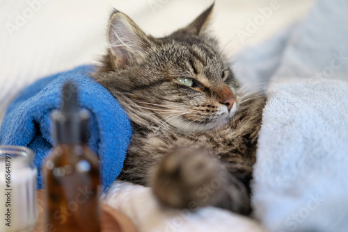 Happy Cat sleeping and resting with towel after bathing procedures. Funny Tabby Feline relax, calms down on a massage table while taking spa treatments. Pet Grooming. Humor. Aromatherapy, body care. © Marina Demidiuk