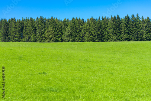 Horizontal view of pines in a row in the famous region named 