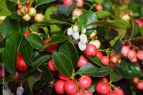 Red berries, white flowers of eastern teaberry, checkerberry, boxberry, American wintergreen (Gaultheria procumbens), heather family (Ericaceae). Netherlands, October, Autumn photo