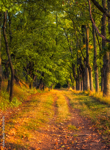 Buchlov castle, autumn, road, forest, trees, landscape, field