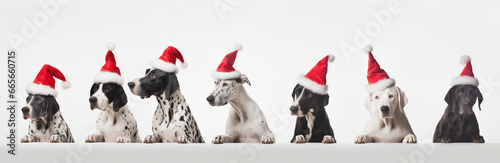 dogs in santa hats
