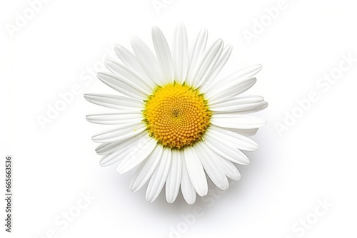 Common daisy isolated on white background. © Anowar