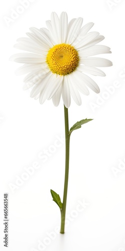 Common daisy isolated on white background.