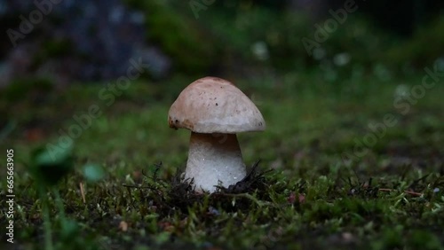 A large birch mushroom has grown after the rain in a forest clearing. Protein food for vegans in a natural environment.