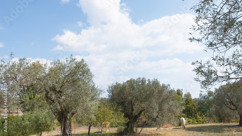 Olive tree for extra virgin oil
