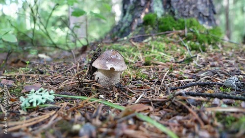 A large birch mushroom has grown after the rain in a forest clearing. Protein food for vegans in a natural environment.
