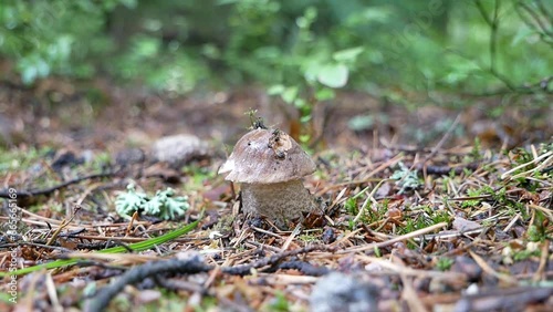 A large birch mushroom has grown after the rain in a forest clearing. Protein food for vegans in a natural environment.