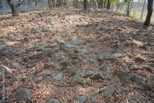 Dry leaves on rocky ground. Natural abstract background. 