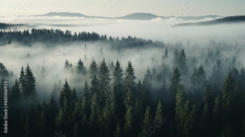 Nordic forest, forest landscape, foggy, evening time, foggy landscape in the jungle Fog and cloudy mountain tropic valley landscape aerial view, wide, misty panorama © ND STOCK