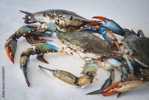Callinectes sapidus, blue crab, invasive species of crab native to the waters of the western Atlantic Ocean and the Gulf of Mexico in a fish market, close up photo