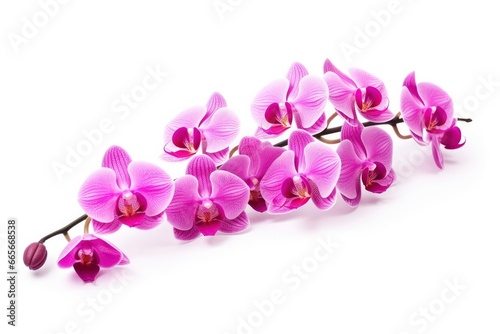 Pink Orchid isolated on white background.