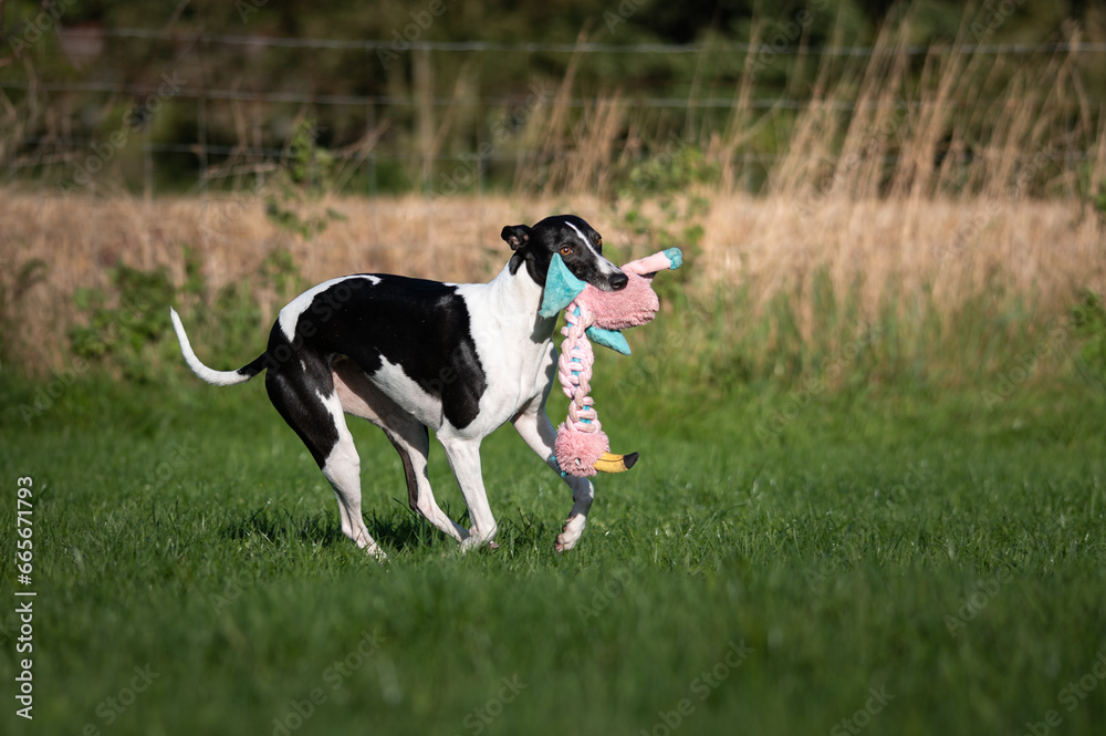 Whippet trägt ein Spielzeug über eine Wiese Whippet trägt ein Spielzeug über eine Wiese