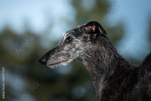 Portrait eines   lteren Galgo Espanol