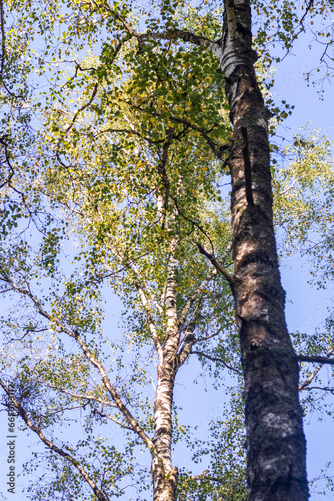 Obraz premium Shot of the big birch tree. Nature
