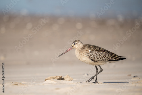 beachcombers on the beach