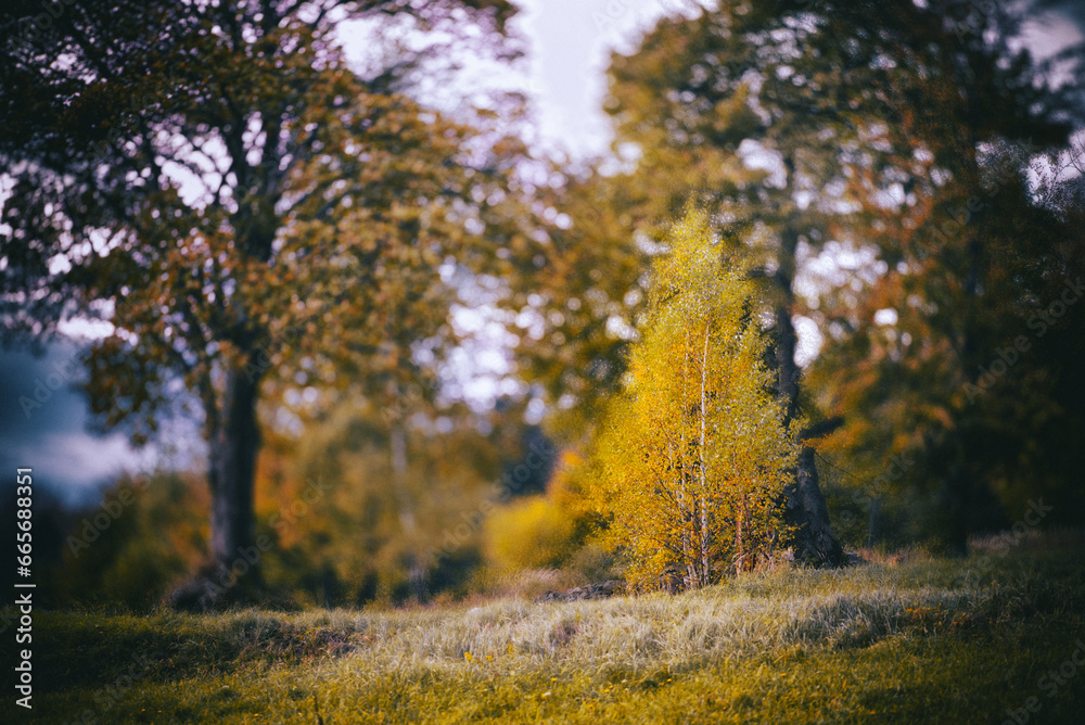 autumn in the park autumn in the park