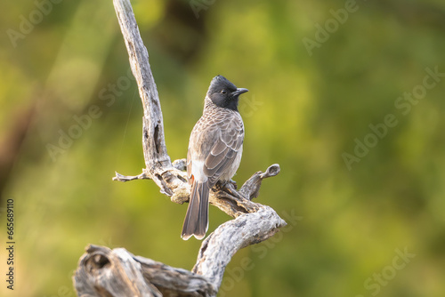 Red-vented bulbul - Pycnonotus cafer perched at green blurred background. Photo from Sariska Tiger Reserve at Alwar District, Rajasthan in India. photo