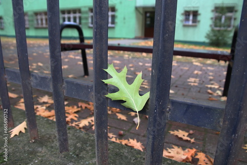 Zielony liść spadł na ogrodzenie