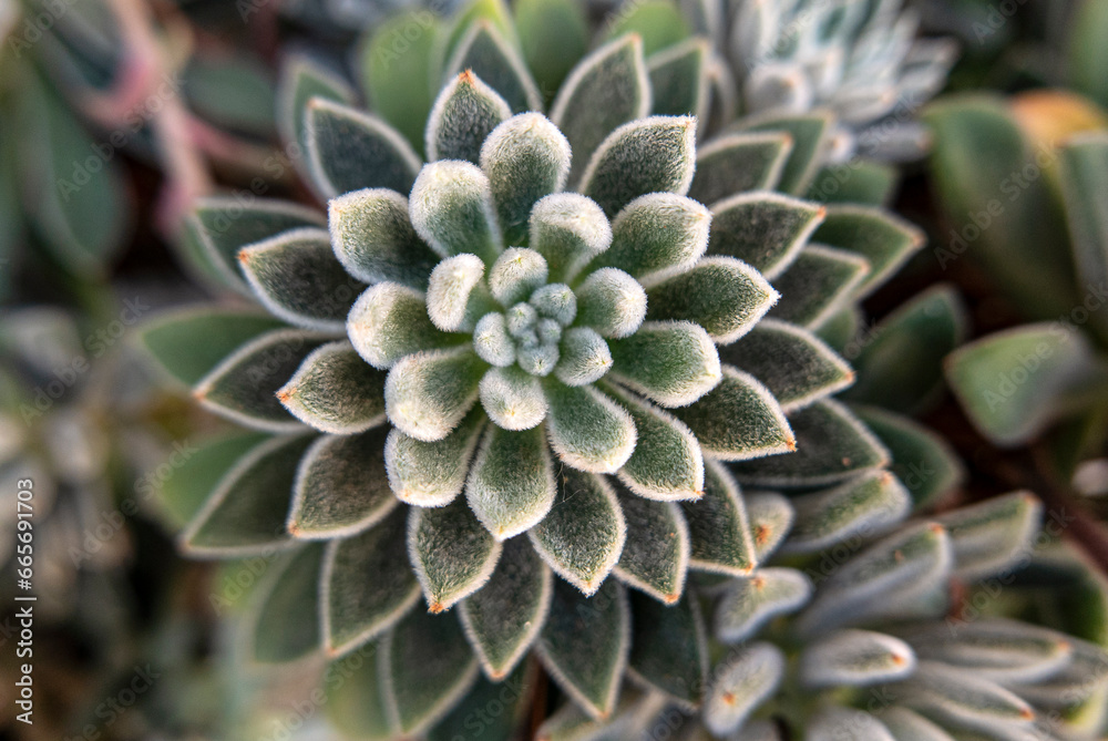 beautiful macro of the hairy petals of a well-structured succulent plant beautiful macro of the hairy petals of a well-structured succulent plant