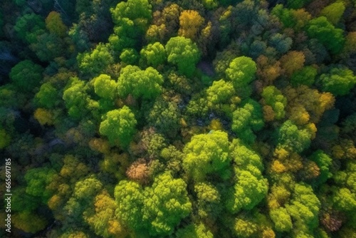 Aerial view of a vibrant forest, brimming with natural beauty. Generative AI