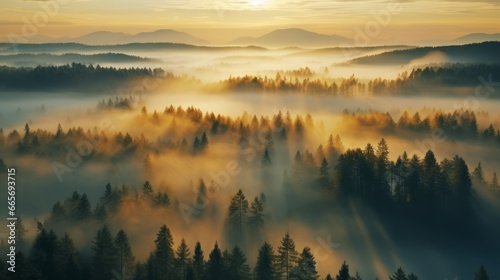 early morning sunrise foggy forrest  treetips standing out of fog autumn fall foggy fall sunrise drone shot