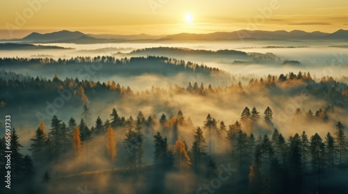 early morning sunrise foggy forrest, treetips standing out of fog autumn fall foggy fall sunrise drone shot