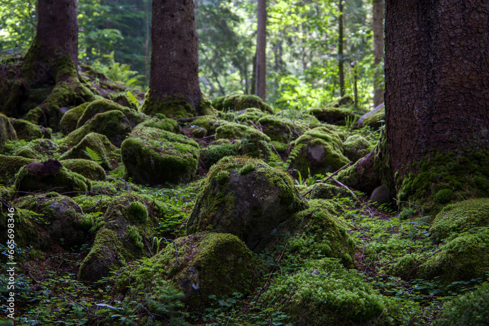 Mossy trees in a green forest in the summer season. Mossy trees in a green forest in the summer season.