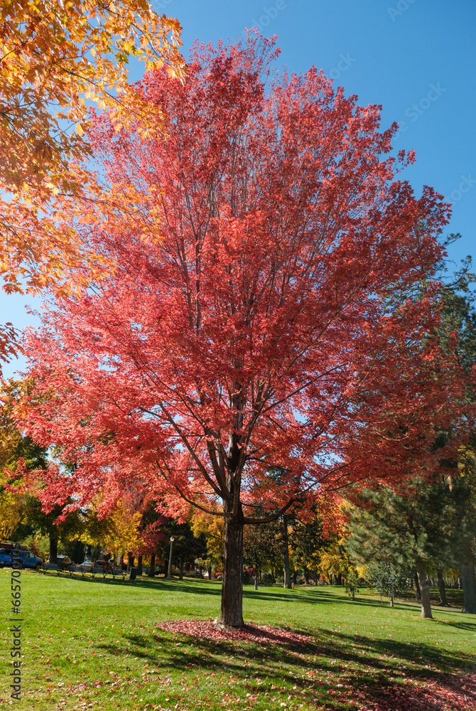 autumn tree in the park, in Bend, Oregon