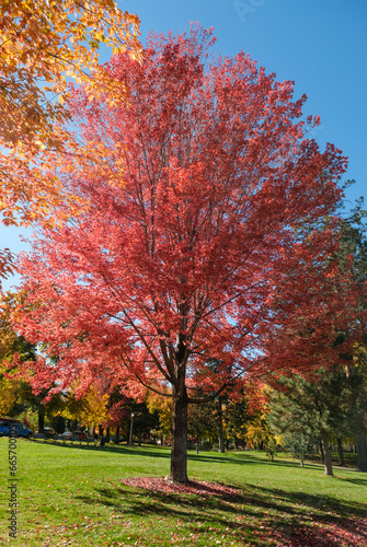 autumn tree in the park, in Bend, Oregon