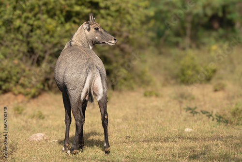 Fototapeta Naklejka Na Ścianę i Meble -  Sambar - Rusa unicolor, sambar deer female at green vegetation in background. Photo from Sariska Tiger Reserve at Alwar District, Rajasthan in India.