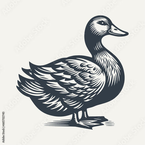 Duck isolated on white. Vintage woodcut engraving style hand drawn vector illustration.