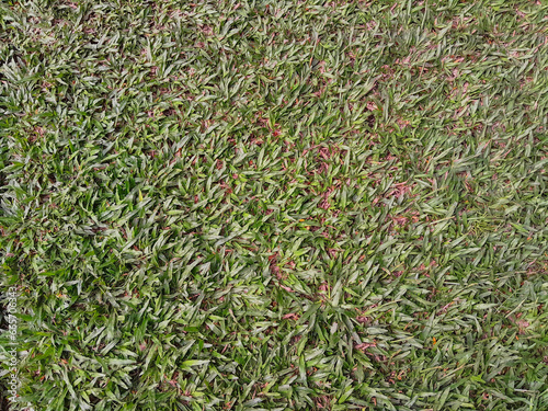grass in the garden