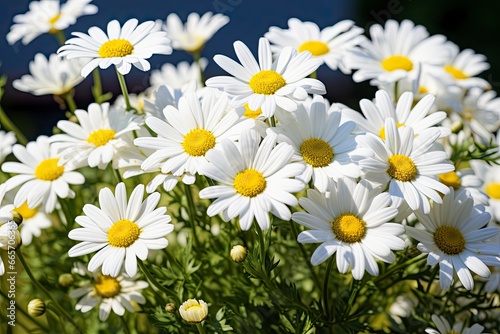 White daisy flowers.