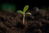Close-up view of a young green seedling growing from soil. Generative AI