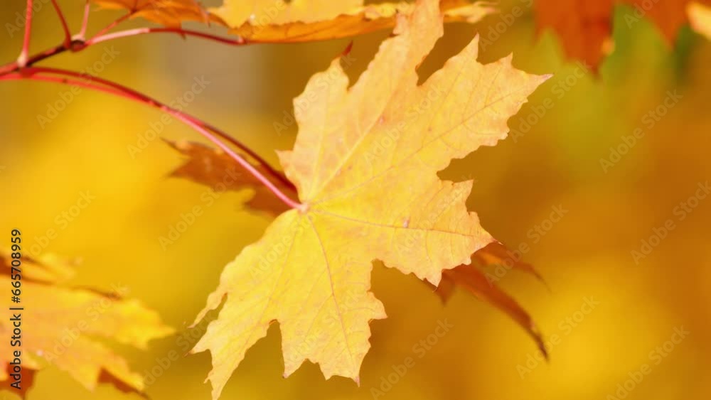 Autumn has arrived! Golden maple leaf sway in breeze on sunny autumn day against blurred yellow fall background. Scene is perfect for use in fall themed projects. Video has shallow depth of field Autumn has arrived! Golden maple leaf sway in breeze on sunny autumn day against blurred yellow fall background. Scene is perfect for use in fall themed projects. Video has shallow depth of field