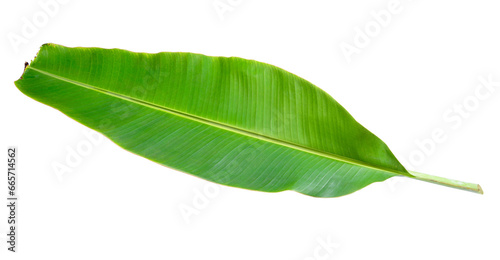 banana leaves on white background png image